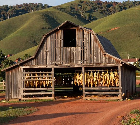 North Carolina tobacco drying barn with golden leaves and red clay road - rural NC dating challenges